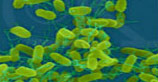 Salmonella - Immune Macro Biotic Technology