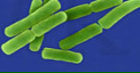 Bacillus Immune Macro Biotic Technology