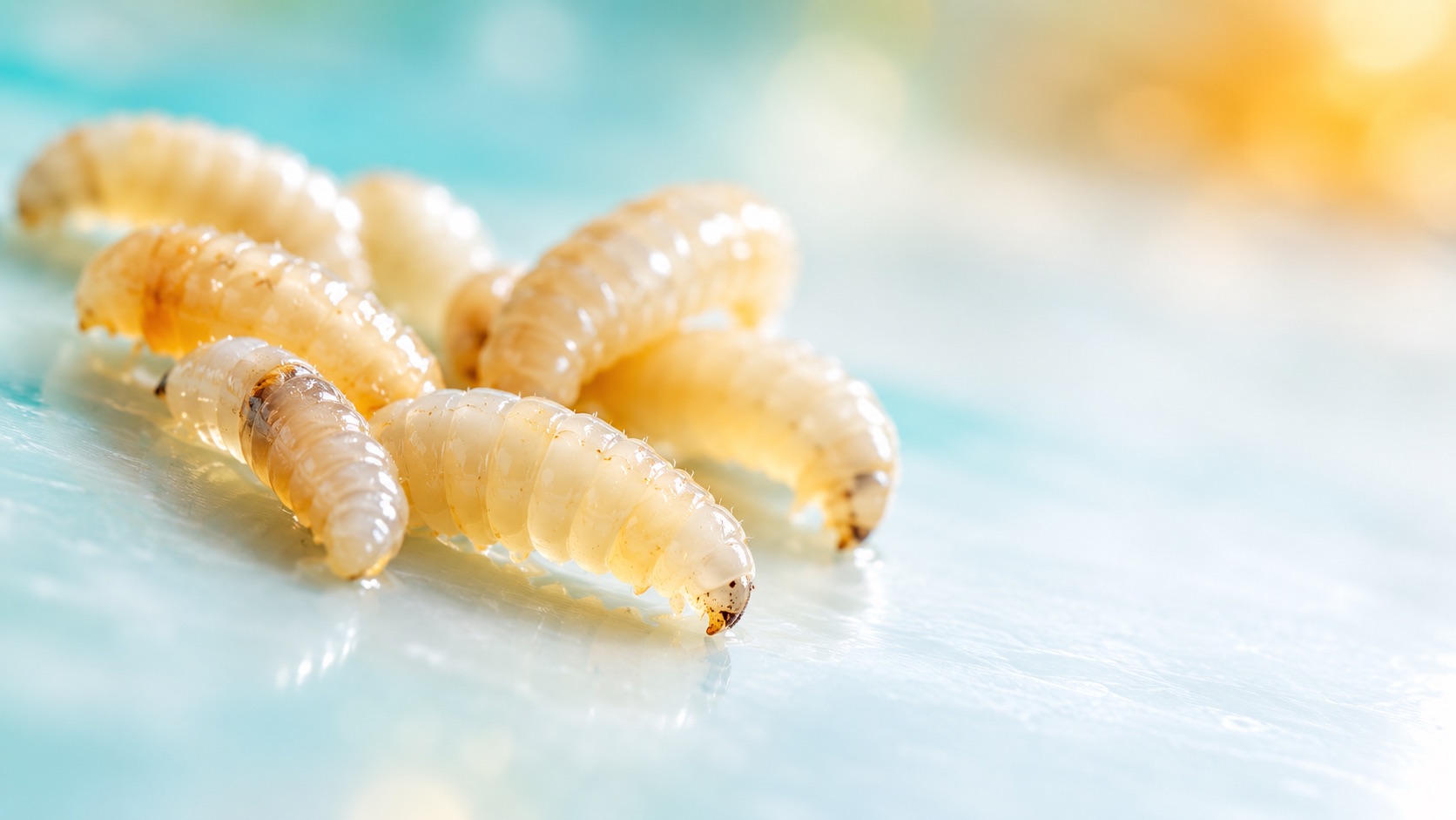Close-up of fly larvae on a clean light surface